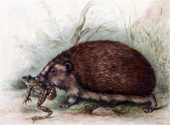 James E. Bourhill (fl.1880-87) Hedgehog carrying a frog, 11 x 14.5in.